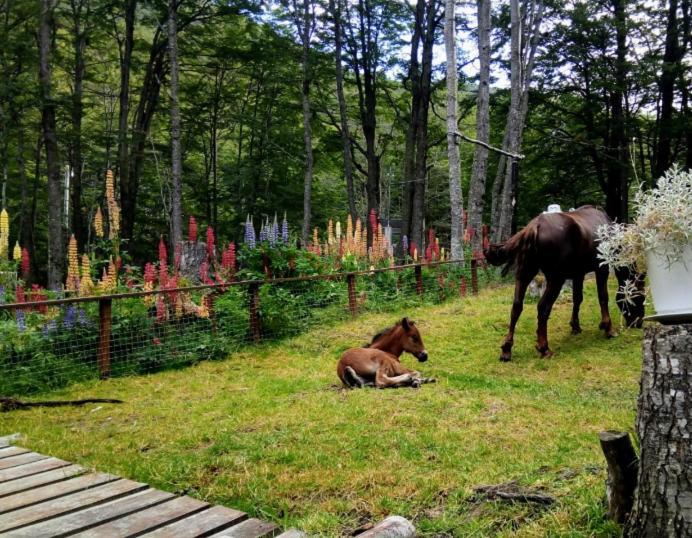 מלון אושואיה Bosque Holistico Del Fin Del Mundo מראה חיצוני תמונה